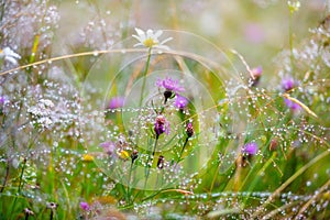 Mountain grass and flowers with dew drops as background