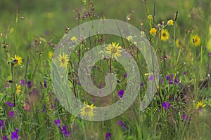 Mountain grass and flowers in the mountains after the summer rain!