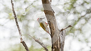 Mountain Gray Woodpecker Dendropicos spodocephalus Perched on a Tree