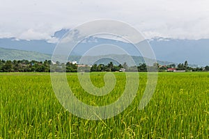 Mountain and green rice field in Thailand