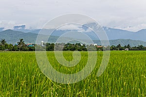 Mountain and green rice field in Thailand