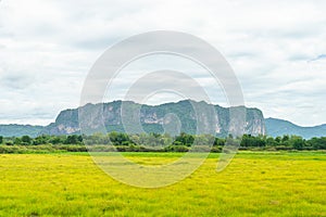 Mountain with green swamp field in local area