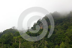 Mountain green view in fog