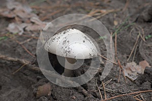 Mountain grisette agaric with a smooth perfect shape domed cap,