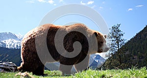 Mountain Grizzly Bear photo