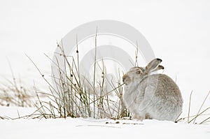 The mountain hare