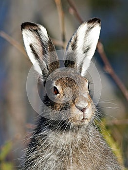 Mountain Hare (Lepus timidus) photo