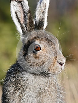 Mountain Hare (Lepus timidus) photo