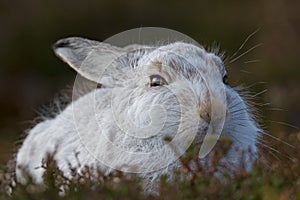 Mountain Hare Lepus Timidus