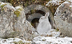 Mountain Hare (Lepus timidus) in Scottish Highlands photo