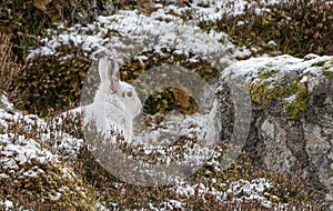 Mountain Hare (Lepus timidus) in Scottish Highlands photo