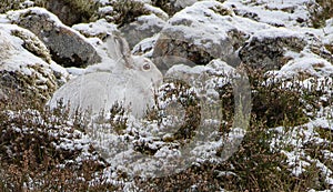 Mountain Hare (Lepus timidus) in Scottish Highlands photo