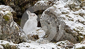 Mountain Hare (Lepus timidus) in Scottish Highlands photo