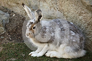 Mountain hare Lepus timidus photo