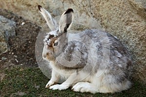 Mountain hare Lepus timidus photo