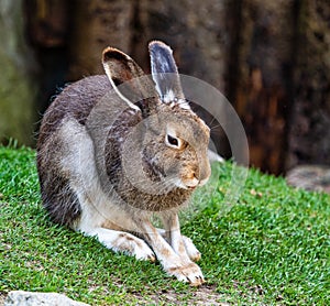 Mountain hare, Lepus timidus, also known as the white hare. photo