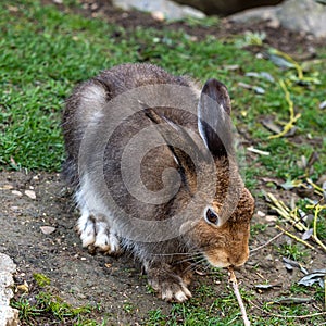 Mountain hare, Lepus timidus, also known as the white hare photo