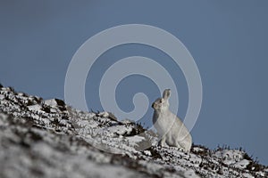 Mountain hare, Lepus timidus, close up portrait while sitting, laying on snow during winter in winter/summer coat during autumn/wi