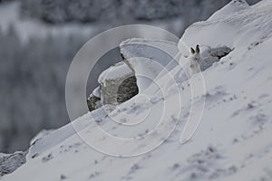 Mountain hare, Lepus timidus, close up portrait while sitting, laying on snow during winter in winter/summer coat during autumn/wi