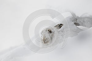 Mountain hare, Lepus timidus, close up portrait while sitting, laying on snow during winter in winter/summer coat during autumn/wi