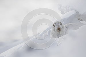 Mountain hare, Lepus timidus, close up portrait while sitting, laying on snow during winter in winter/summer coat during autumn/wi