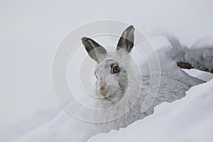 Mountain hare, Lepus timidus, close up portrait while sitting, laying on snow during winter in winter/summer coat during autumn/wi