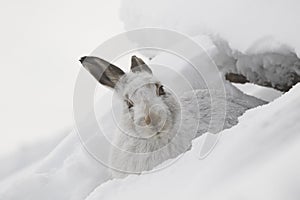 Mountain hare, Lepus timidus, close up portrait while sitting, laying on snow during winter in winter/summer coat during autumn/wi