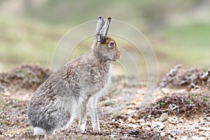 Mountain Hare Lepus timidus in the highlands of Scotland in its summer brown coat. photo