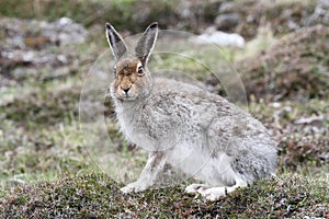 Mountain Hare Lepus timidus in the highlands of Scotland in its summer brown coat. photo