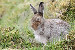 Mountain Hare Lepus timidus in the highlands of Scotland taking shelter in a `form`, which is simply a shallow depression in th