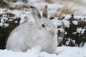 Mountain Hare Lepus timidus in its winter white coat in a snow blizzard high in the Scottish mountains.