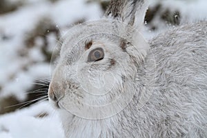 Mountain Hare Lepus timidus in its winter white coat in a snow blizzard high in the Scottish mountains.