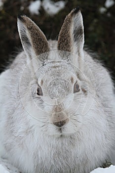 Mountain Hare Lepus timidus in its winter white coat in the snow, high in the scottish mountains.