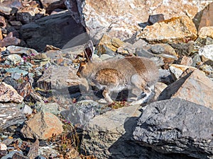 Mountain Hare Lepus Timidus in the natural habitat. Wild hare. Altai Mountains photo