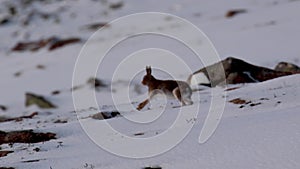 Mountain hare, Lepus timidus, during october in the snow with summer coat running along a slope in the Cairngorms NP, scotland.