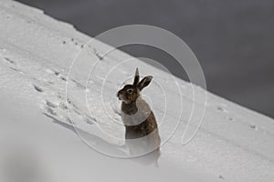 Mountain Hare, Lepus timidus, during October still in summer coat surrounded by snow in the cairngorms NP, scotland.