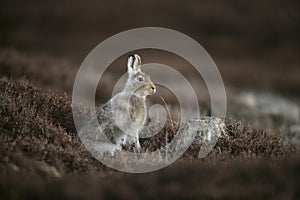 Mountain hare, Lepus timidus photo