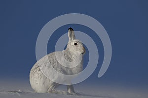 Mountain hare, Lepus timidus, sitting, running on a sunny day in the snow during winter in the cairngorm national park, scotland