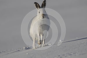 Mountain hare, Lepus timidus, sitting, running on a sunny day in the snow during winter in the cairngorm national park, scotland photo