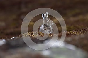 Mountain hare Lepus timidus in spring moult sitting and staring close ups in the cairngorms NP, scotland during april.