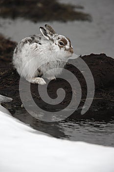 Mountain hare, Lepus timidus