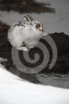 Mountain hare, Lepus timidus photo