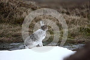 Mountain hare, Lepus timidus photo