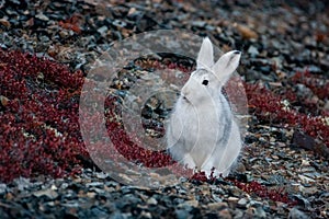 Mountain hare (Lepus timidus). A white hare sits on a mountainside.