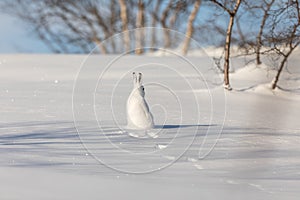 The mountain hare, Lepus timidus, in winter pelage, sitting with its back towards camera, looking right, in the snowy