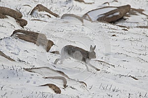 Mountain hare running amongst the snow in scotland
