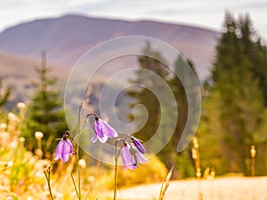 Mountain Harebells Blooming along the Hoosier Pass Trail photo