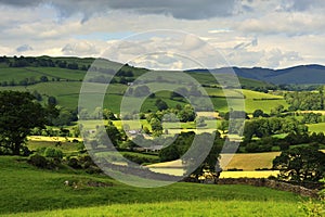 Mountain hay fields, Cumbria