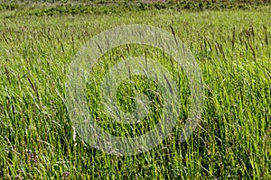 Mountain herbage. Wild grass