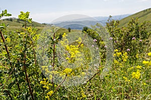 Mountain herbage. Wild grass